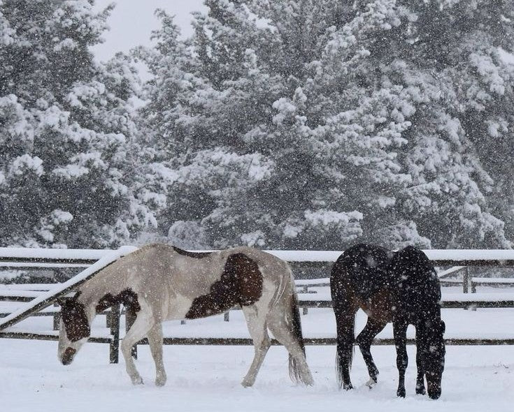 Your Ultimate Guide to Winter Equestrian Life